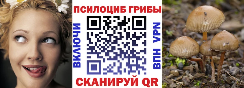 Псилоцибиновые грибы Psilocybine cubensis Каменногорск